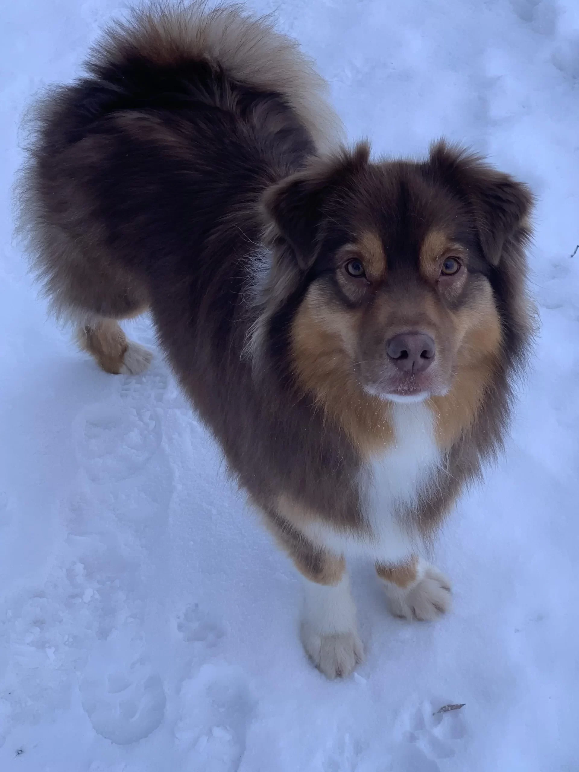 Chien a la montagne