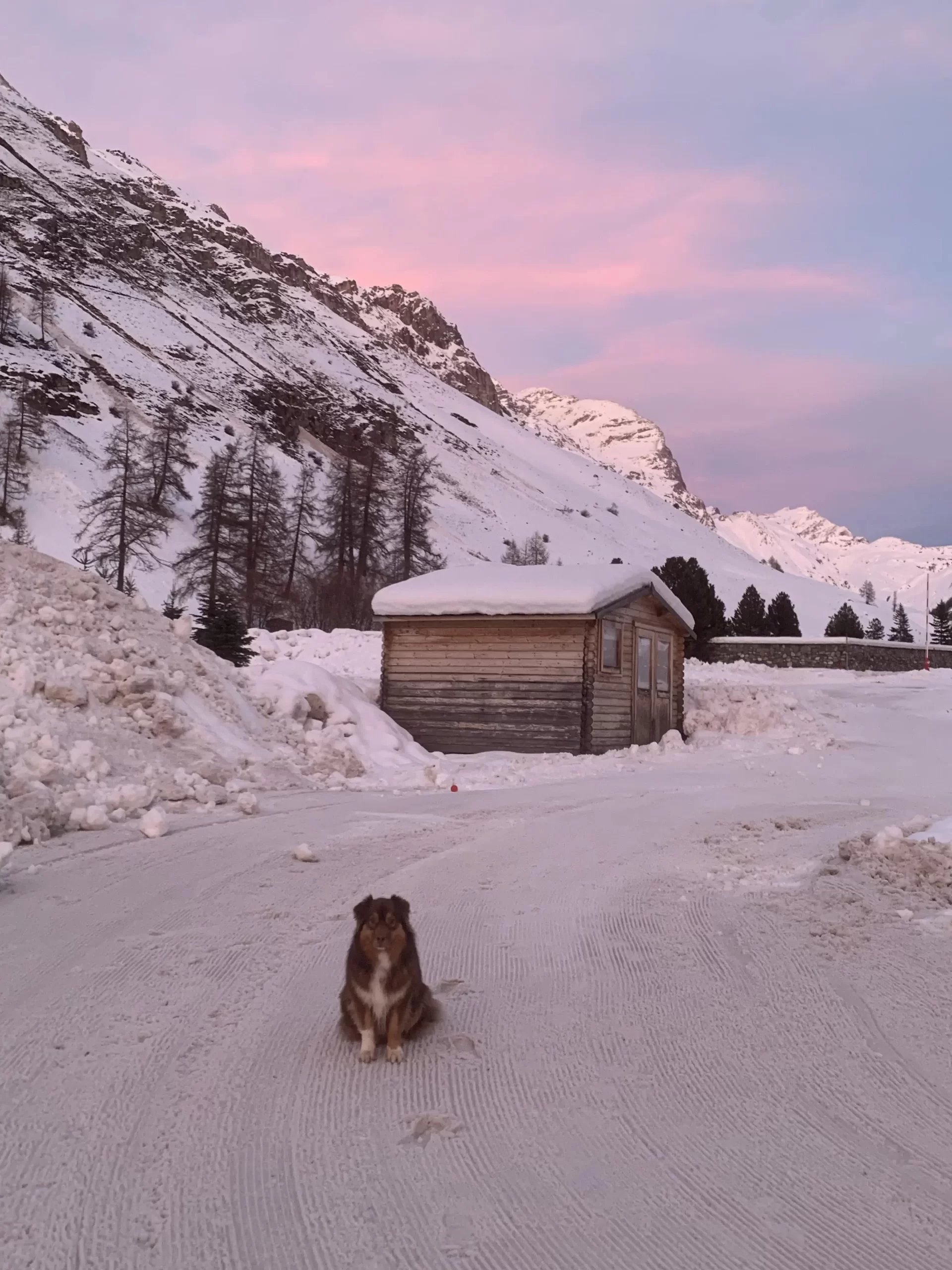 Le chien Cookie de la famille CHIJIWI a la montagne