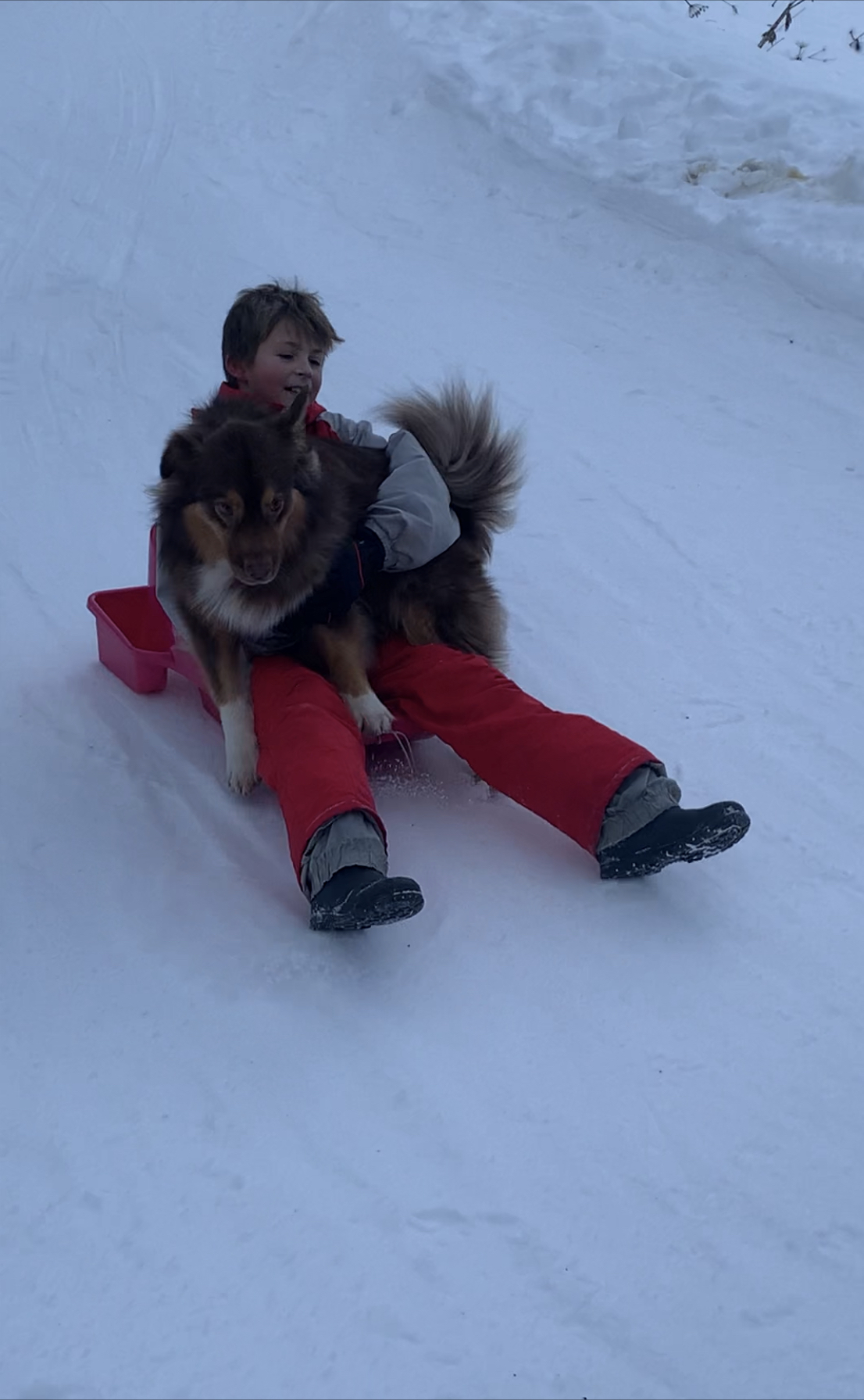 Le chien Cookie fait de la luge