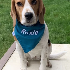 adorable chien avec son magnifique bandana brode