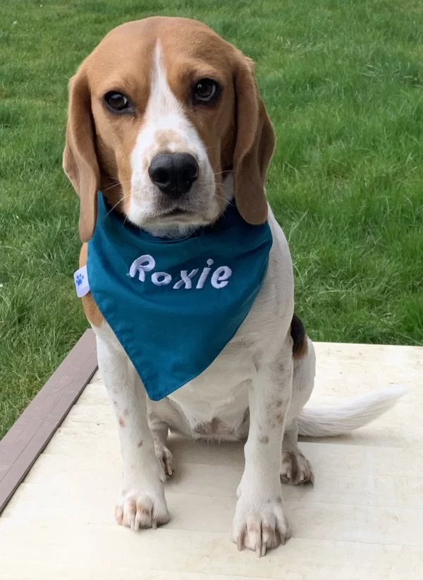 adorable chien avec son magnifique bandana brode