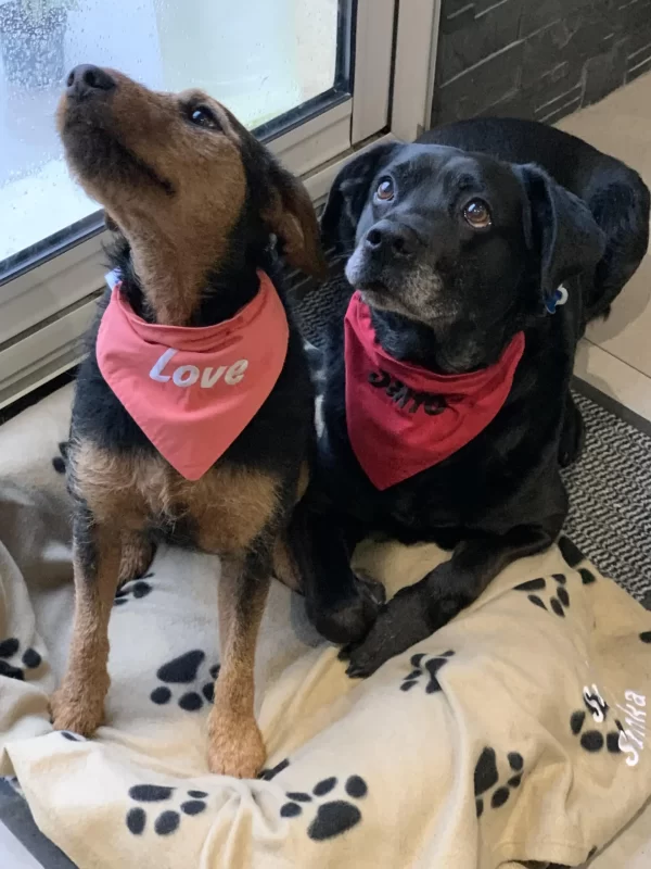 duo d adorables chiens avec leurs bandanas brodes