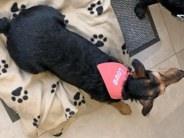 adorable chien avec bandana brode a son nom