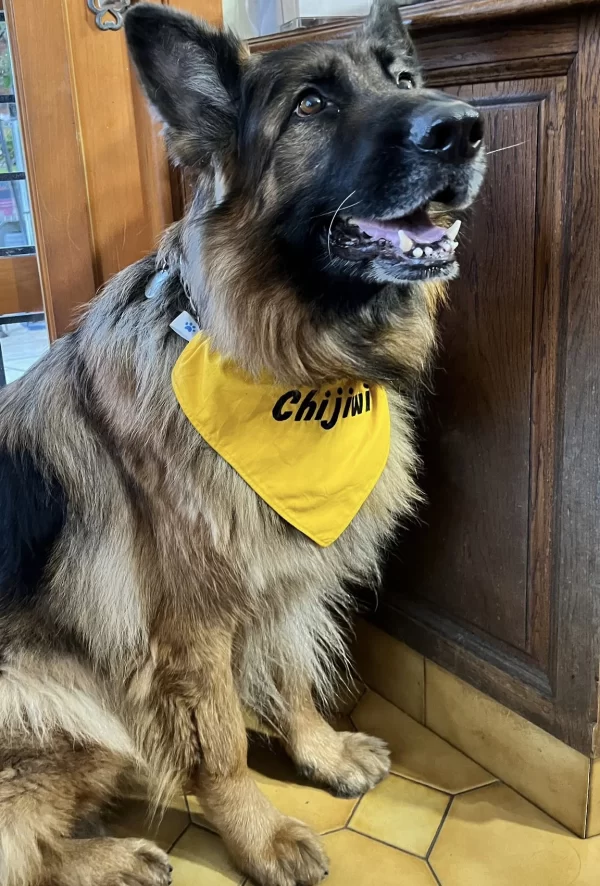 chien avec un bandana jaune brode a son nom qui donne du style