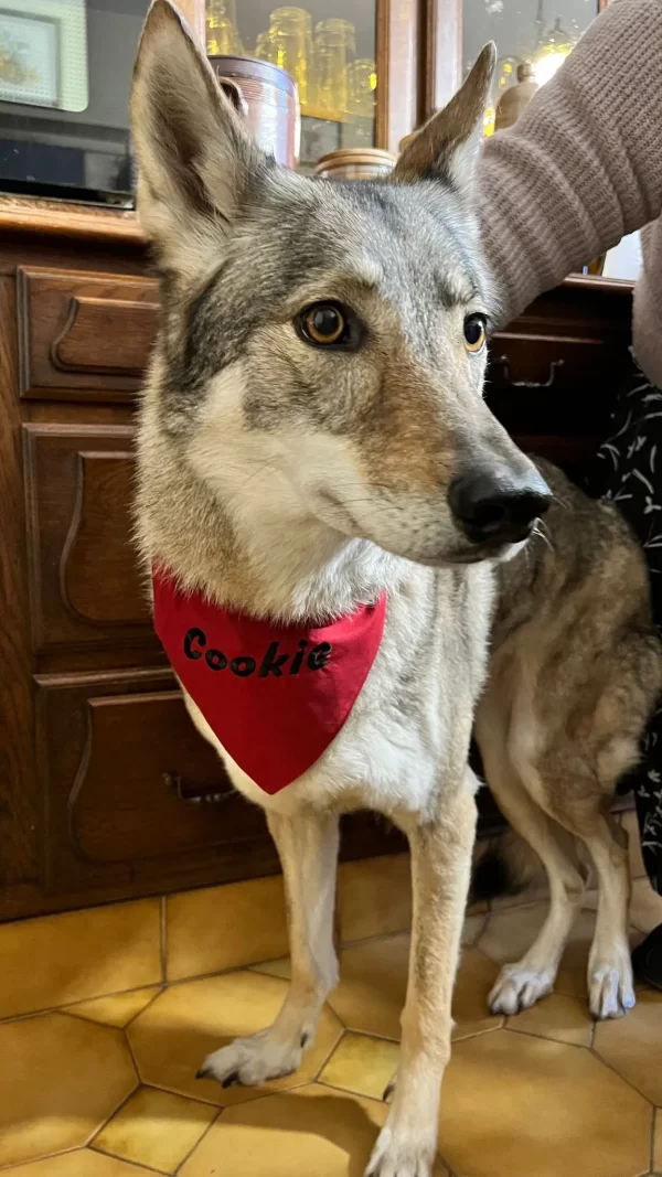 magnifique chien loup avec bandana brode