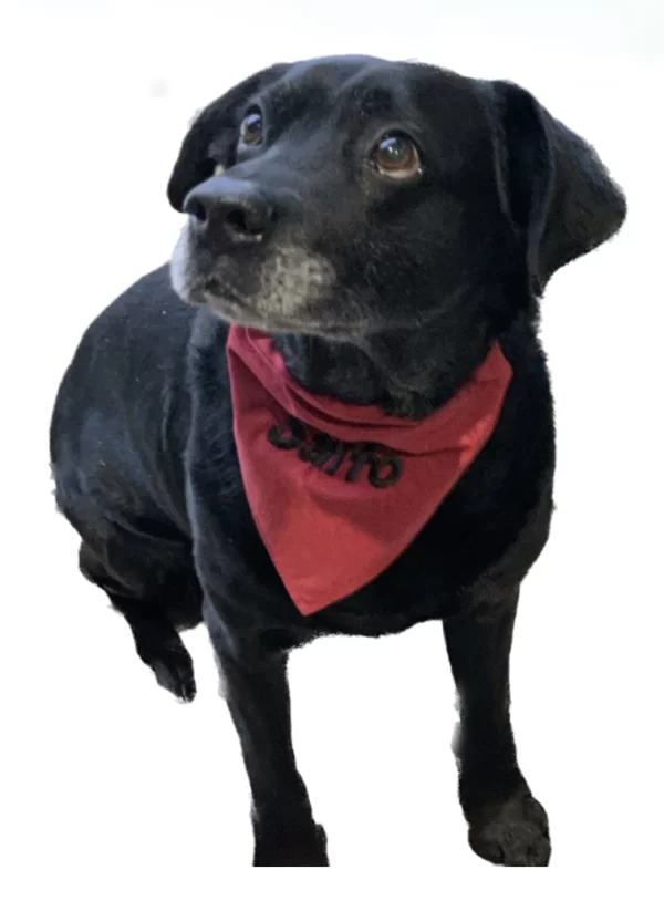 chien trognon avec son bandana bordeaux brode a son nom