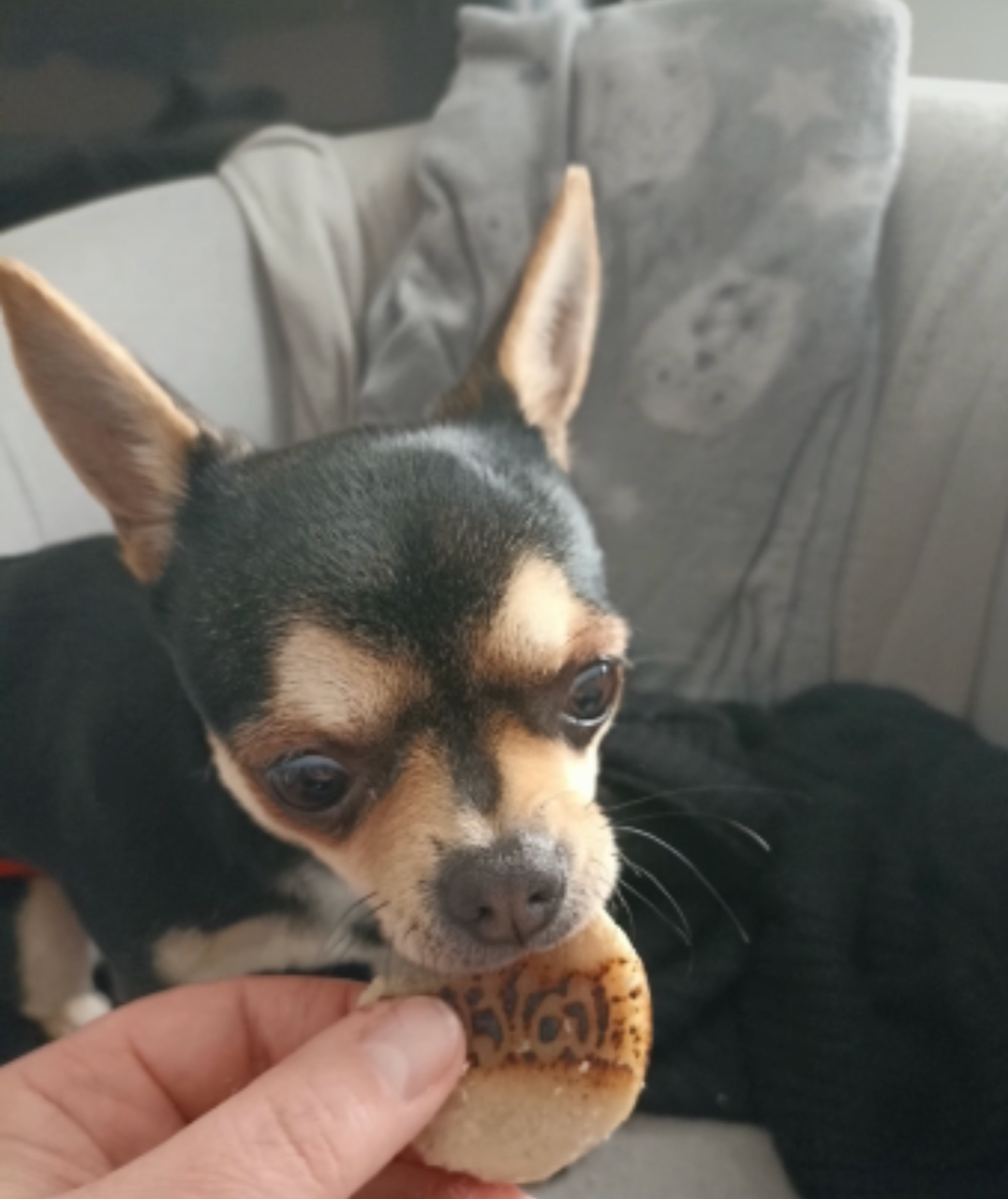 gateau anniversaire pour petit chien