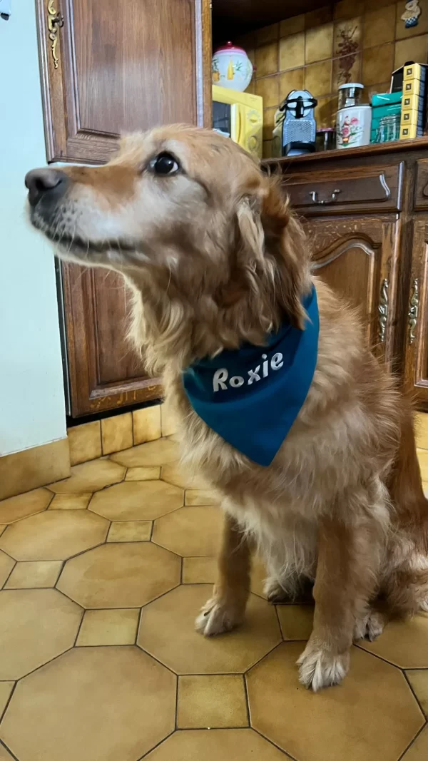 adorable golden avec bandana brode a son nom