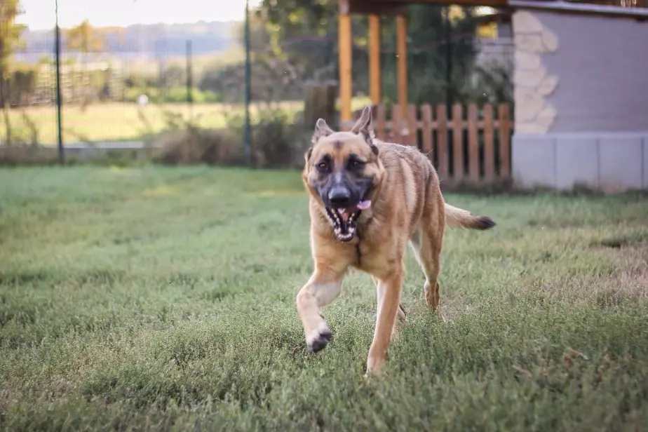 loky est un chien du refuge de villevaude a adopter