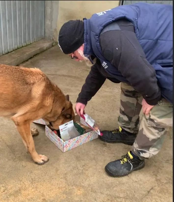 loky chien de refuge qui recoit sa boite d anniversaire chijiwi