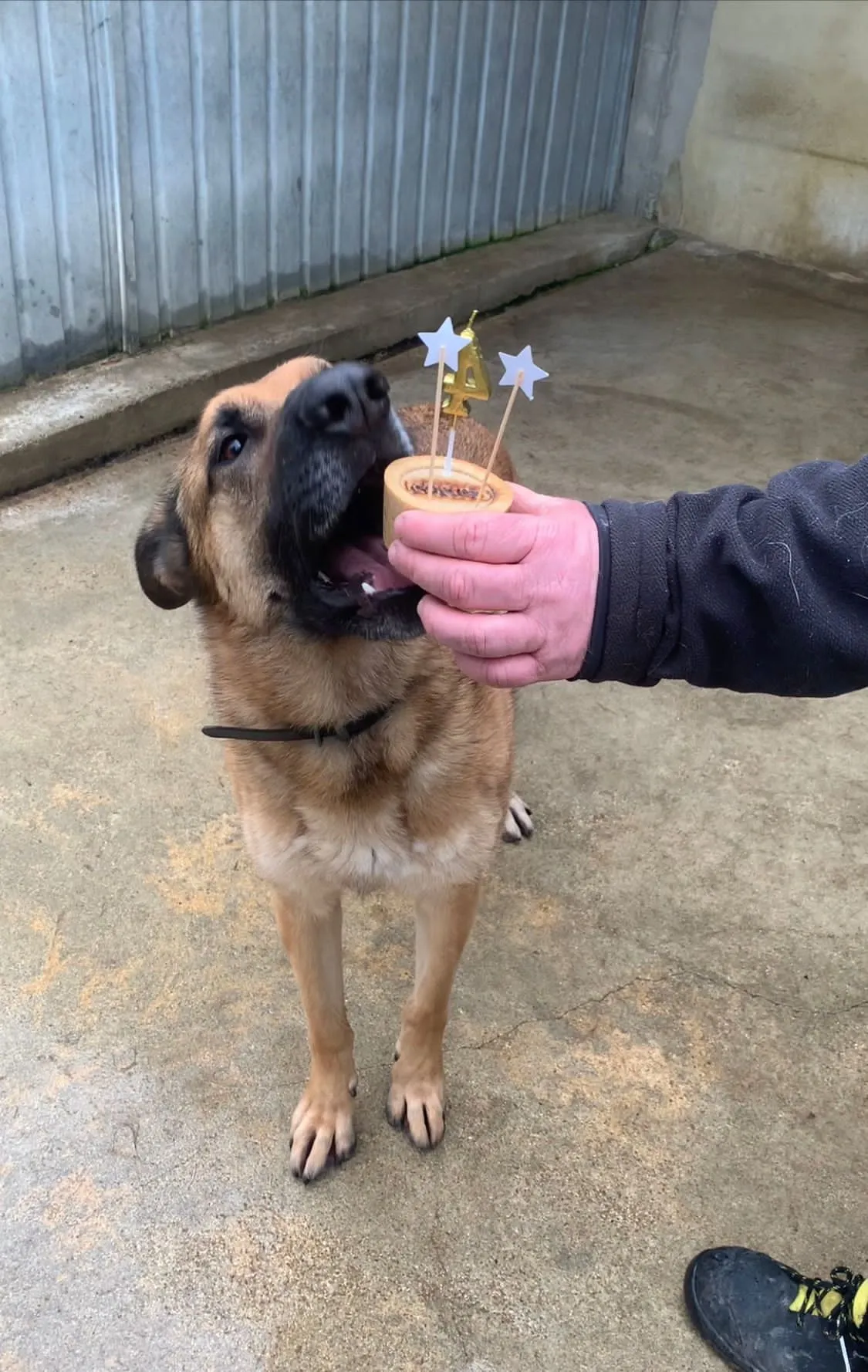 loky chien de refuge qui recoit son gateau d anniversaire chijiwi