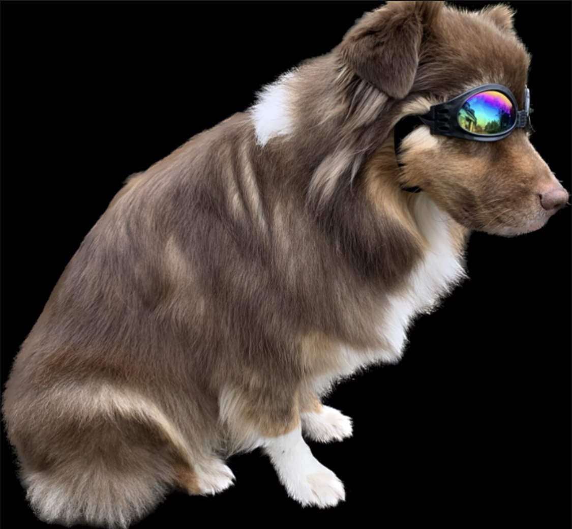 Lunettes de soleil pour chien. Protège la vue. Adaptées petits et moyens chiens. Donne du style.