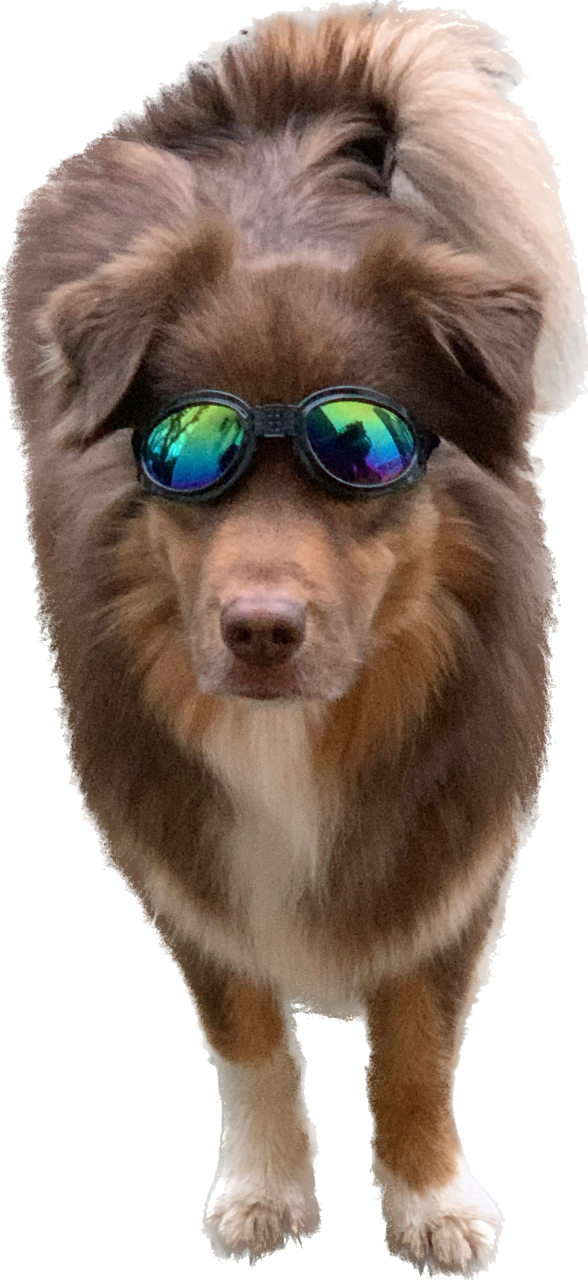 lunettes pour chiens pour protéger leur vue.
