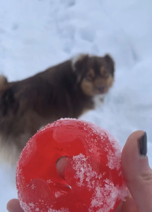 Super balle pour jouer dans la neige avec son chien