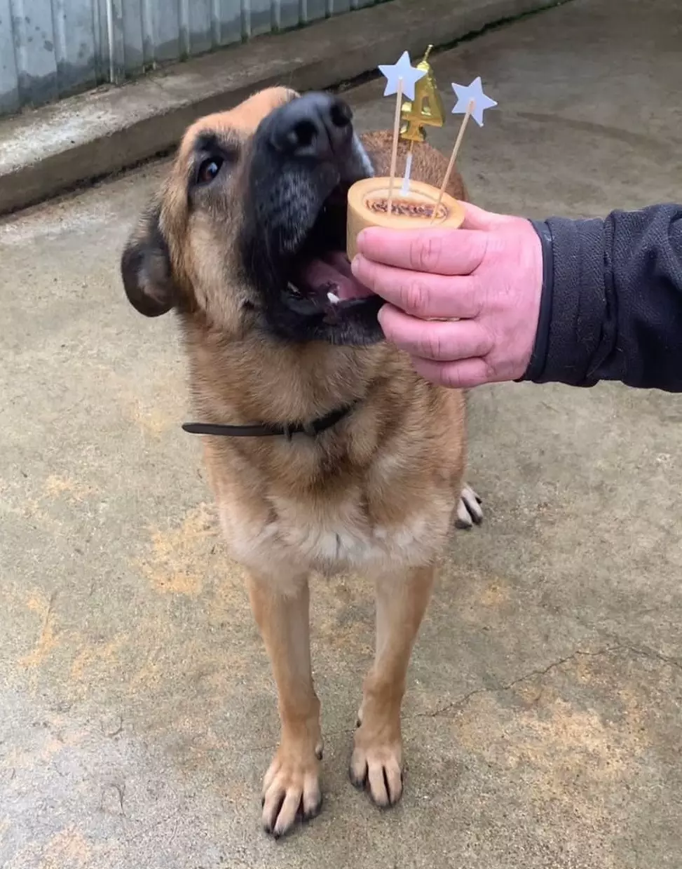 loky chien de refuge qui recoit son gateau d anniversaire chijiwi