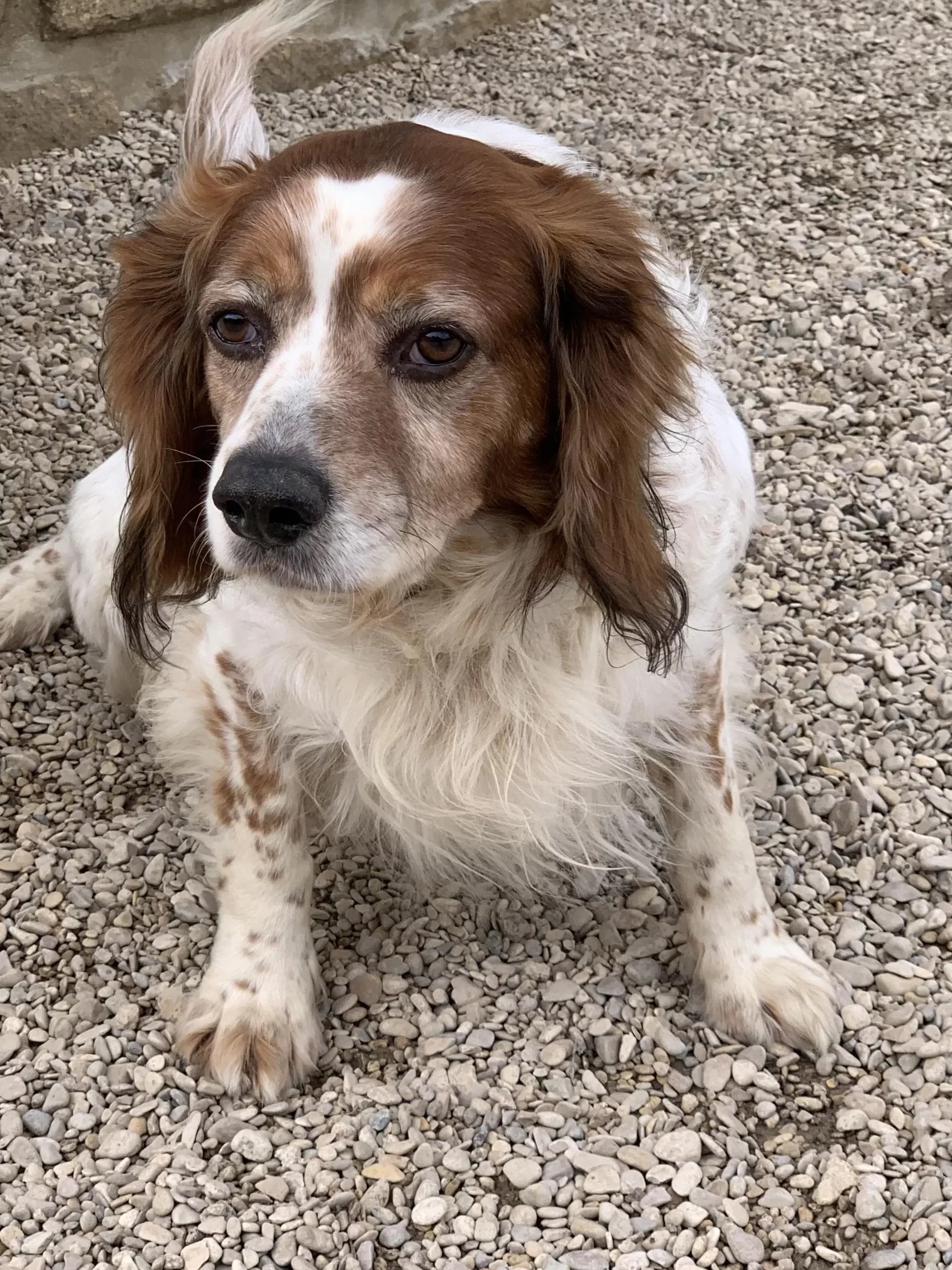 Atome chien du refuge de villevauder a adopter qui recoit une boite anniversaire chijiwi