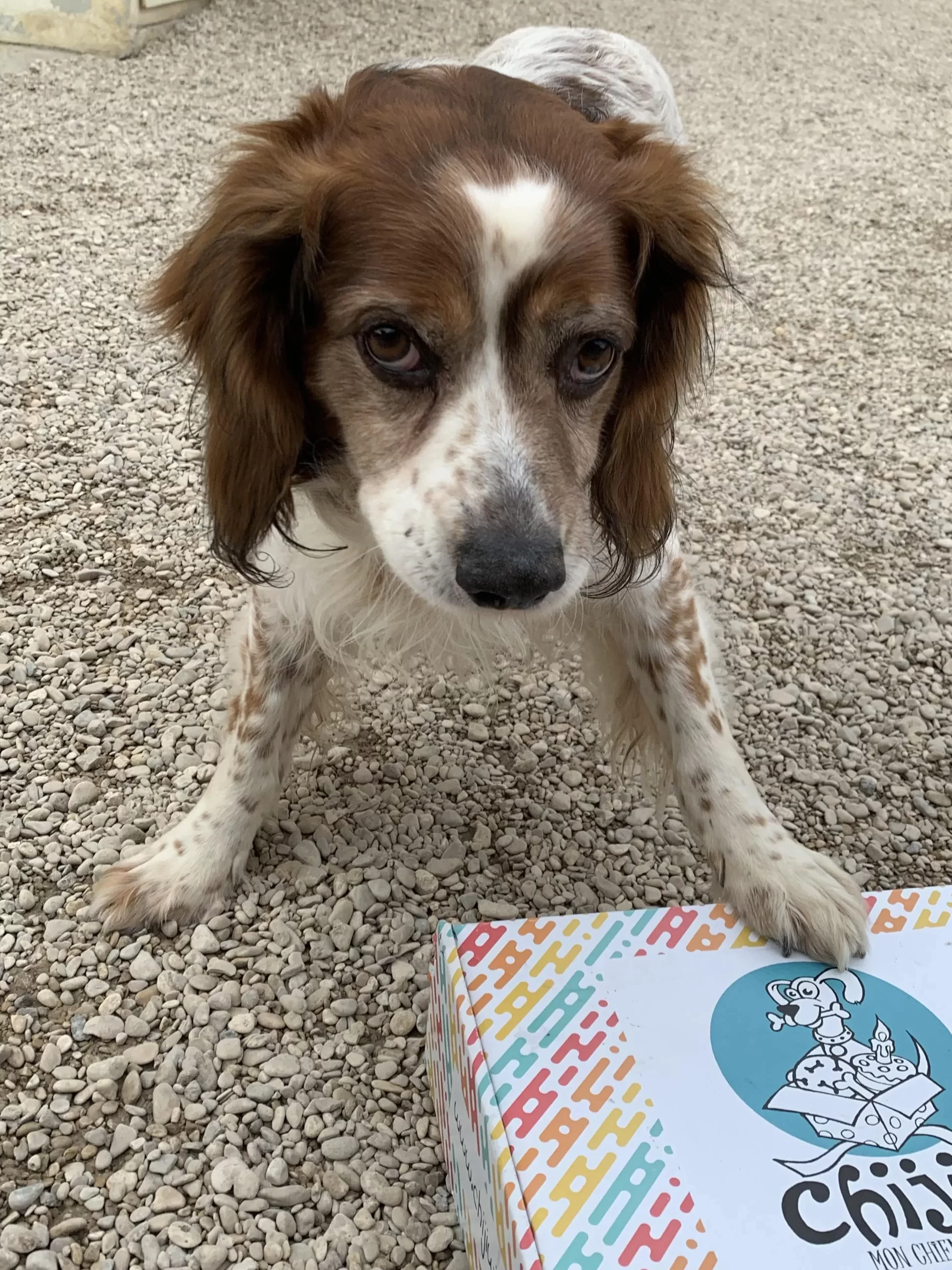 adorable epagneul a adopter au refuge de villevaude