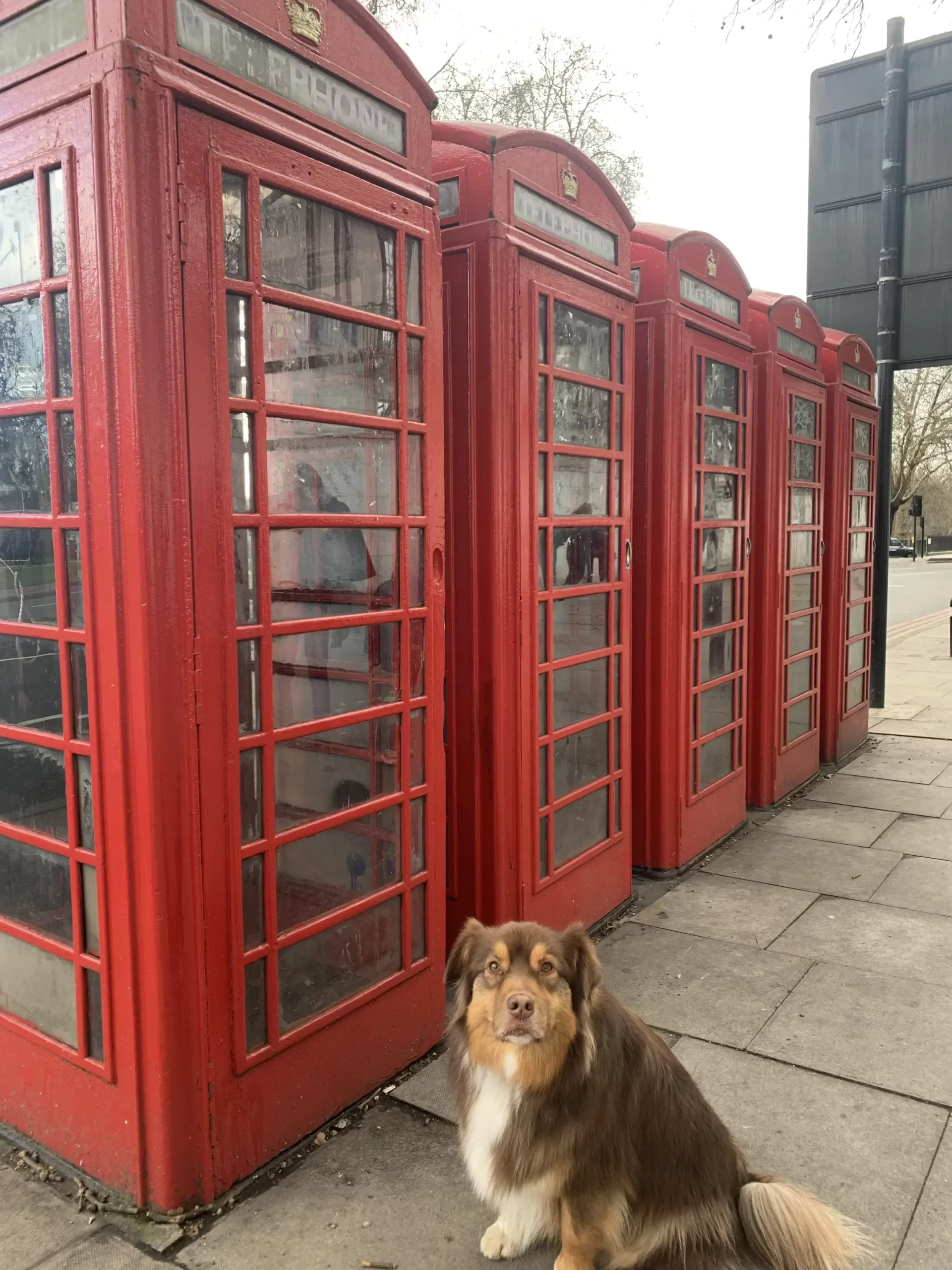 Notre chien a Londres