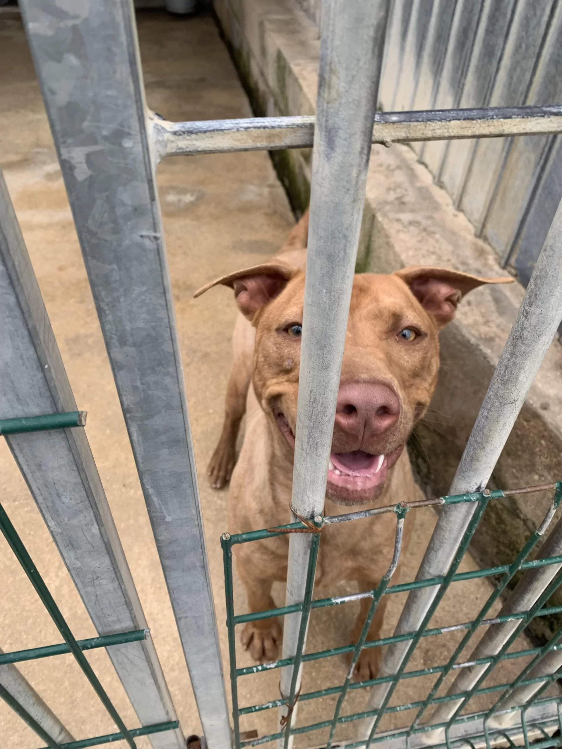 amour de chien a adopter au refuge de villevaude dans le 77