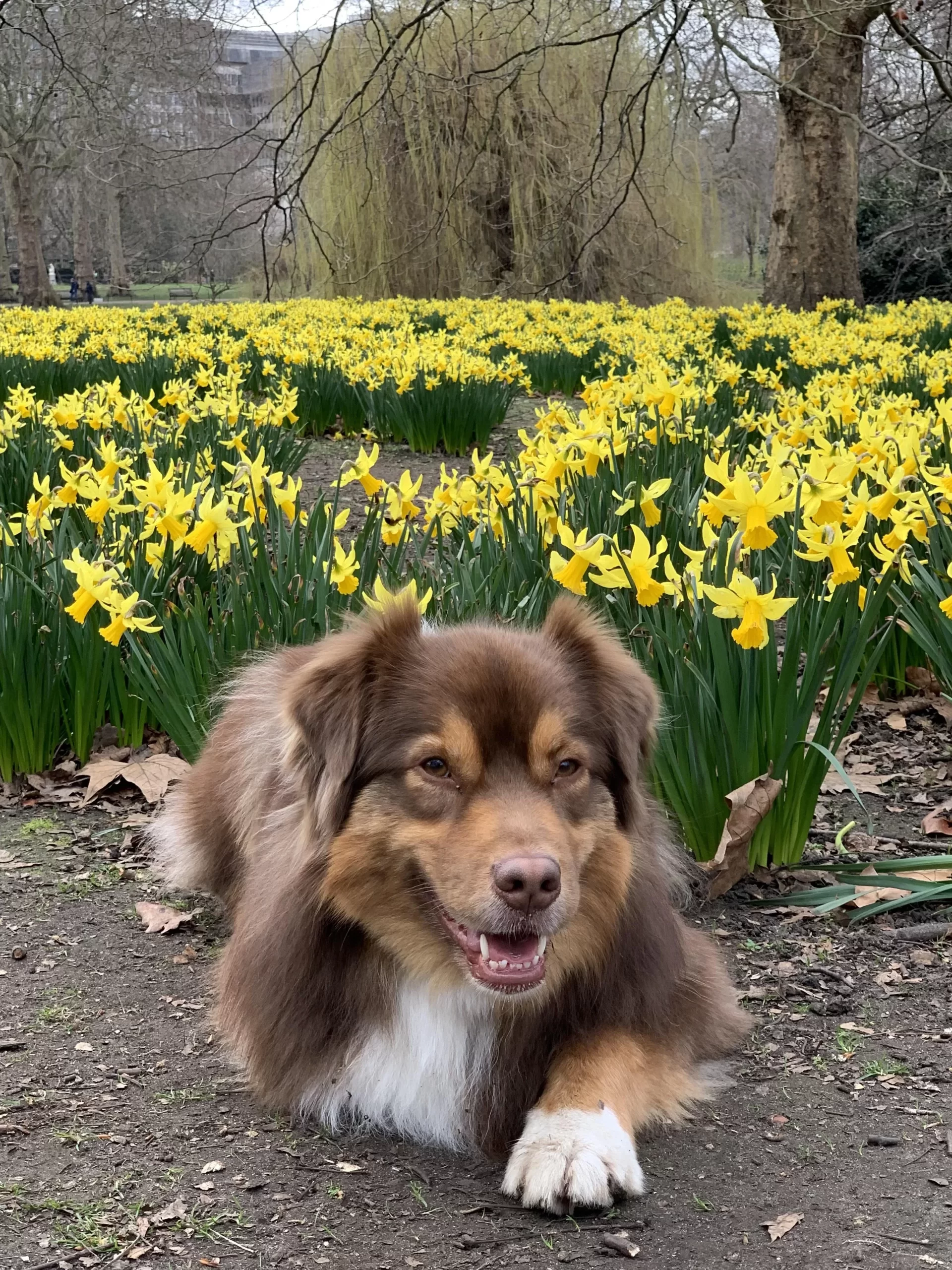 Cookie a londres dans le st james park