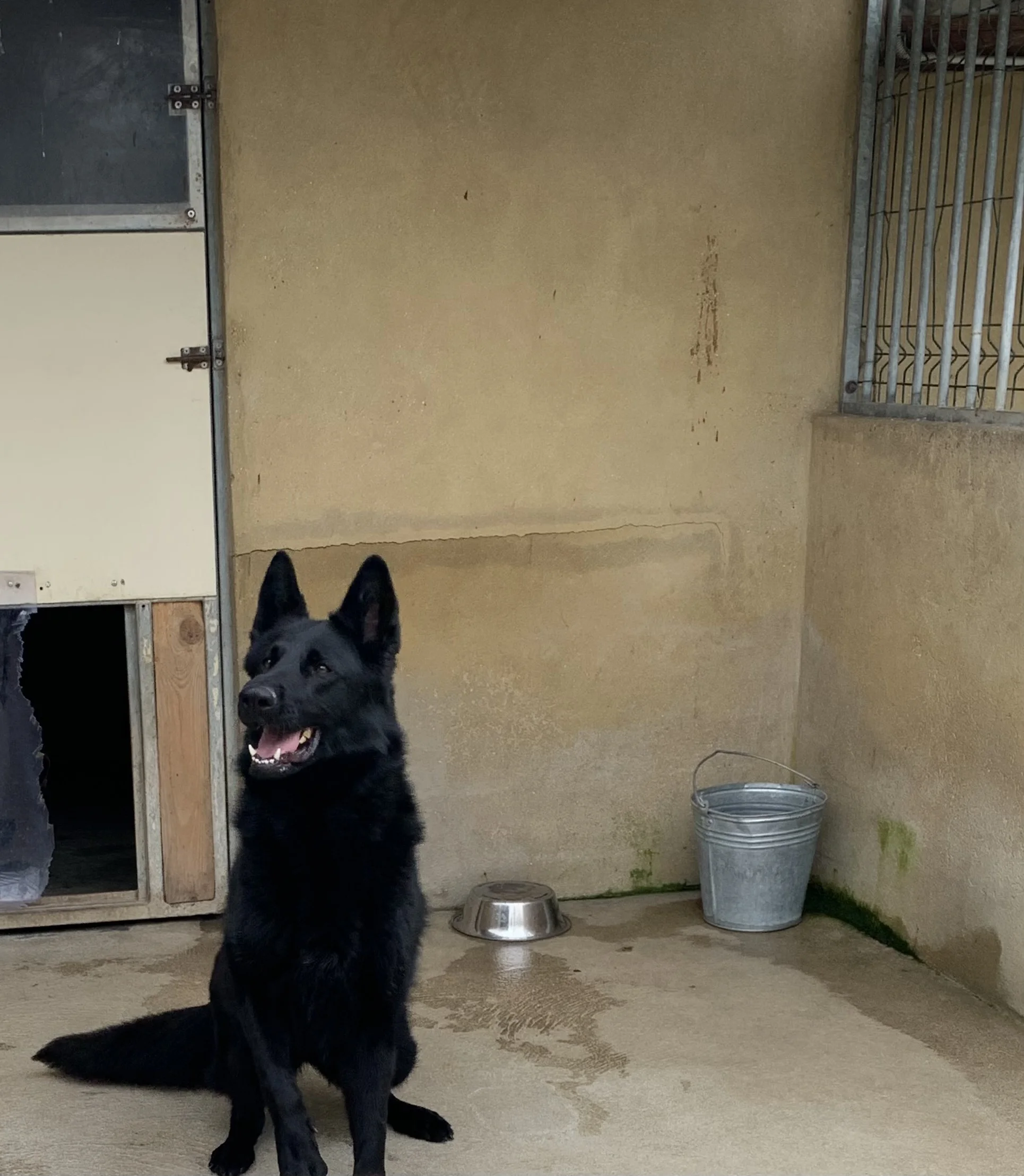 adorable chienne a adopter au refuge de villevaude