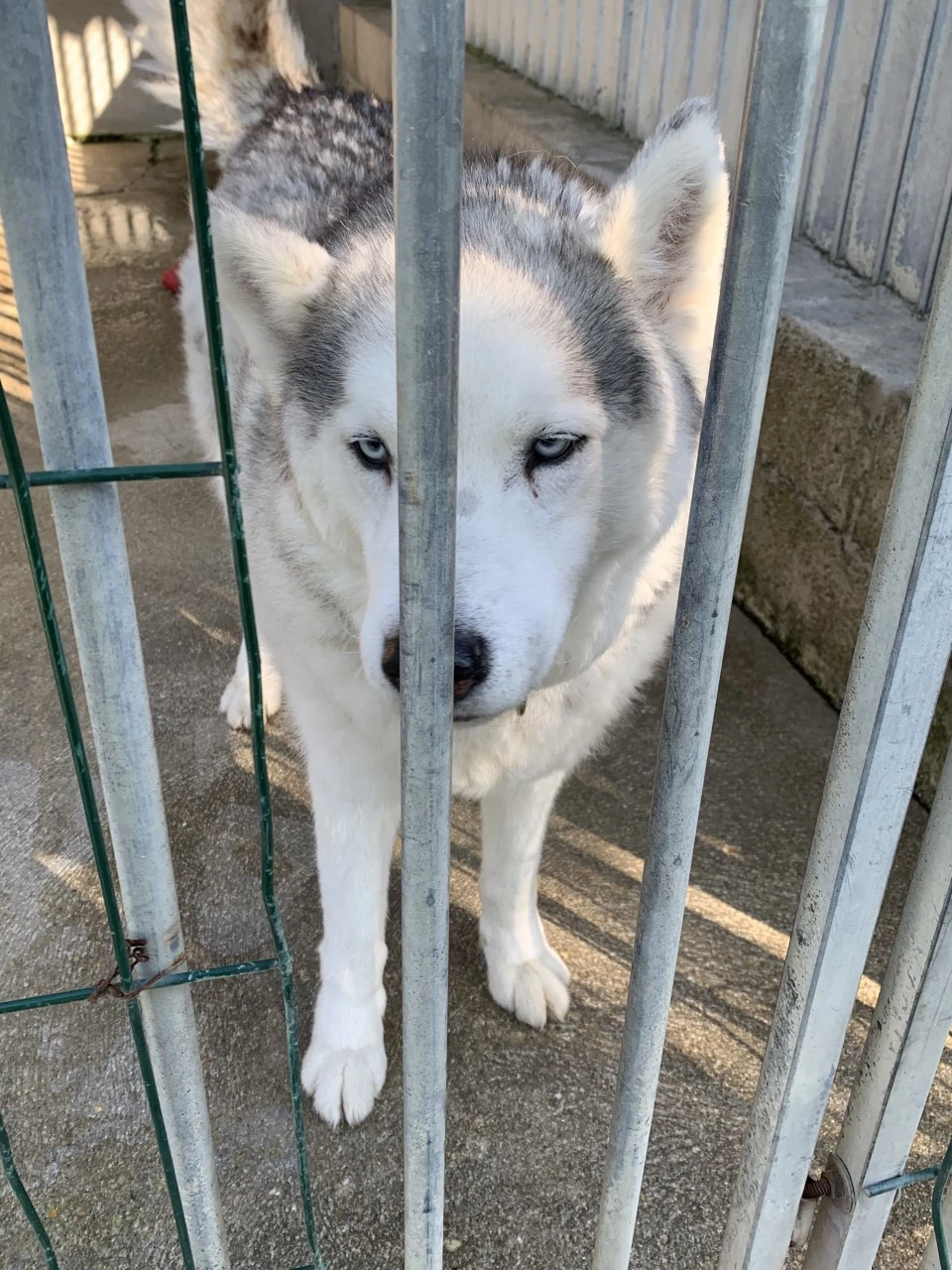 Ice chien du refuge de villevaude a adopter