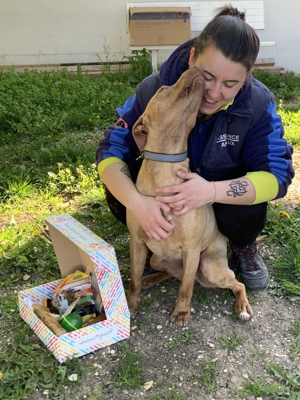 adorable staff a adopter au refuge de villevaude 