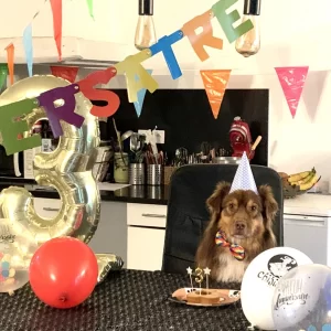 genial anniversaire d un chien avec le pack deco anniversaire chijiwi