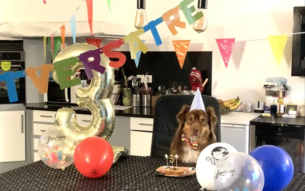 genial anniversaire d un chien avec le pack deco anniversaire chijiwi