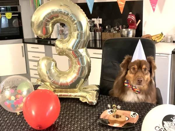 Pack déco anniversaire chien – Image 2