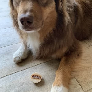 chien heureux avec sa gourmandise naturelle et sans conservateur