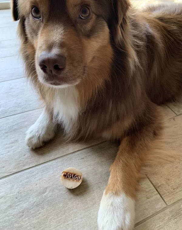 chien heureux avec sa gourmandise naturelle et sans conservateur