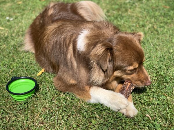 genial pack invite chijiwi comprenant gamelle pliable et glace pour chiens