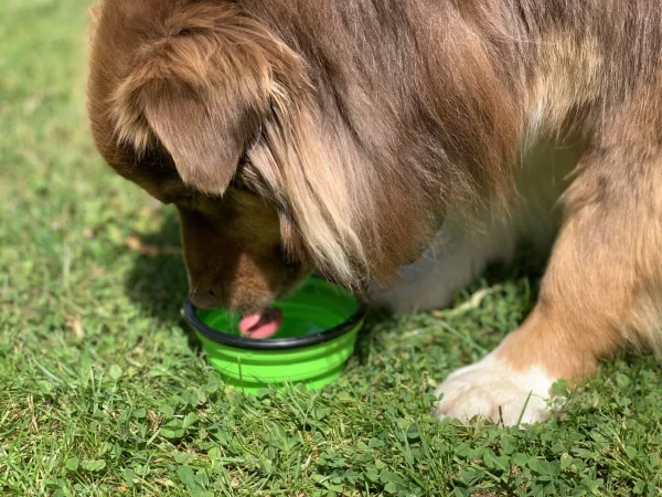 jolie gamelle pliable pour chien