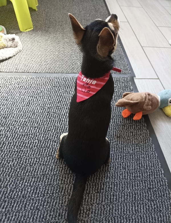 adorable petit chien avec son bandana personnalise