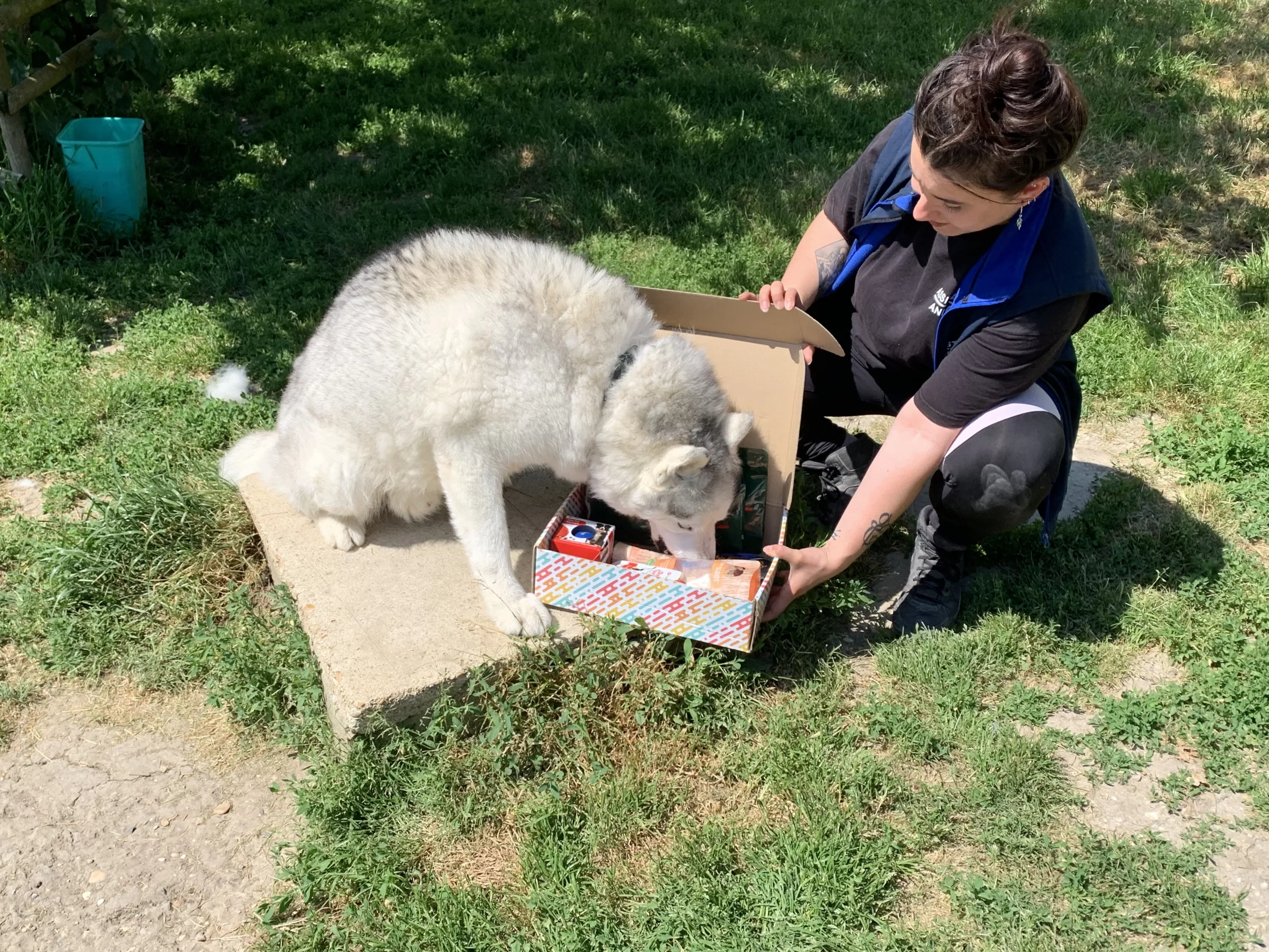 Superbe husky qui attend ses adoptants a villevaude