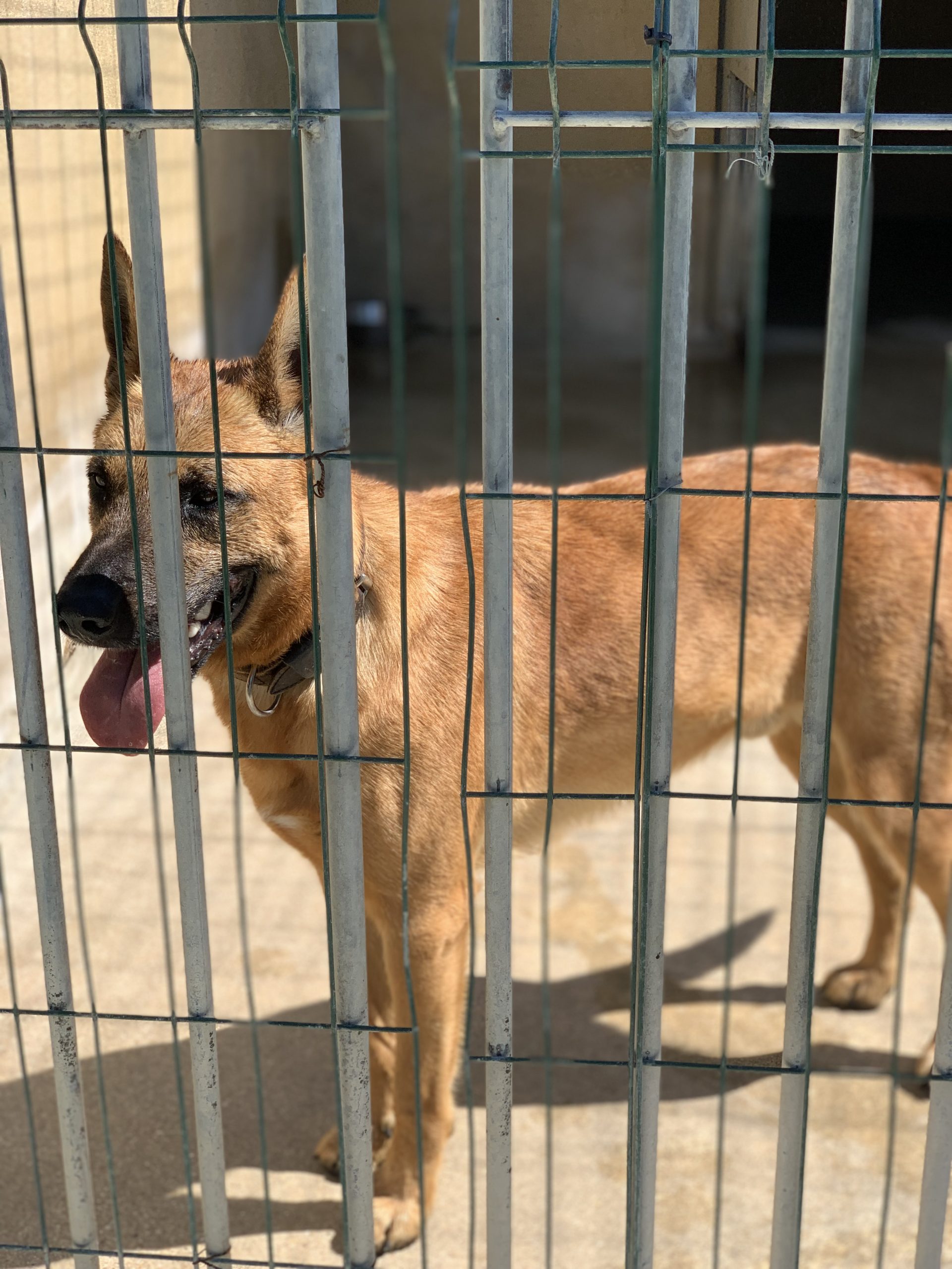 adorable chien du refuge de villevaude a adopter