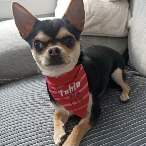 petit chien trognon avec son bandana personnalise