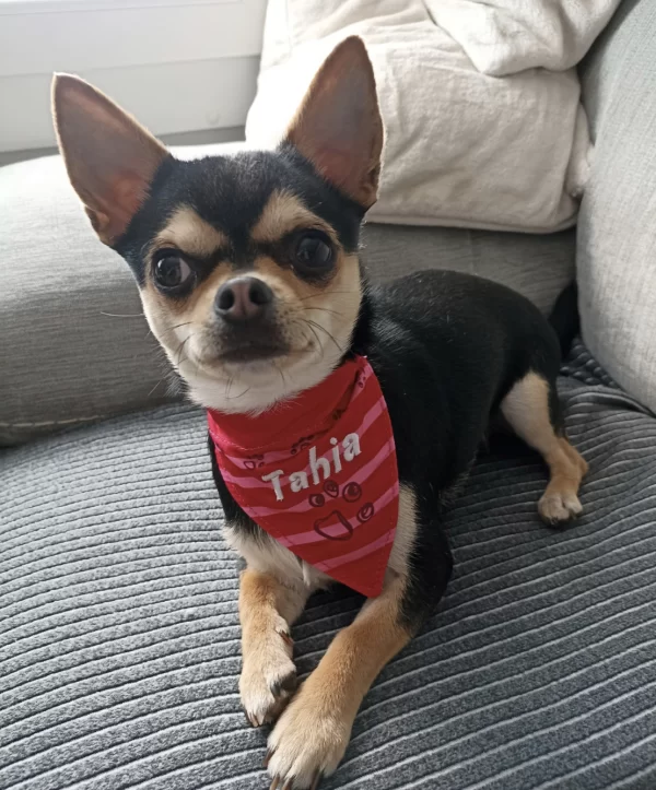 petit chien trognon avec son bandana personnalise