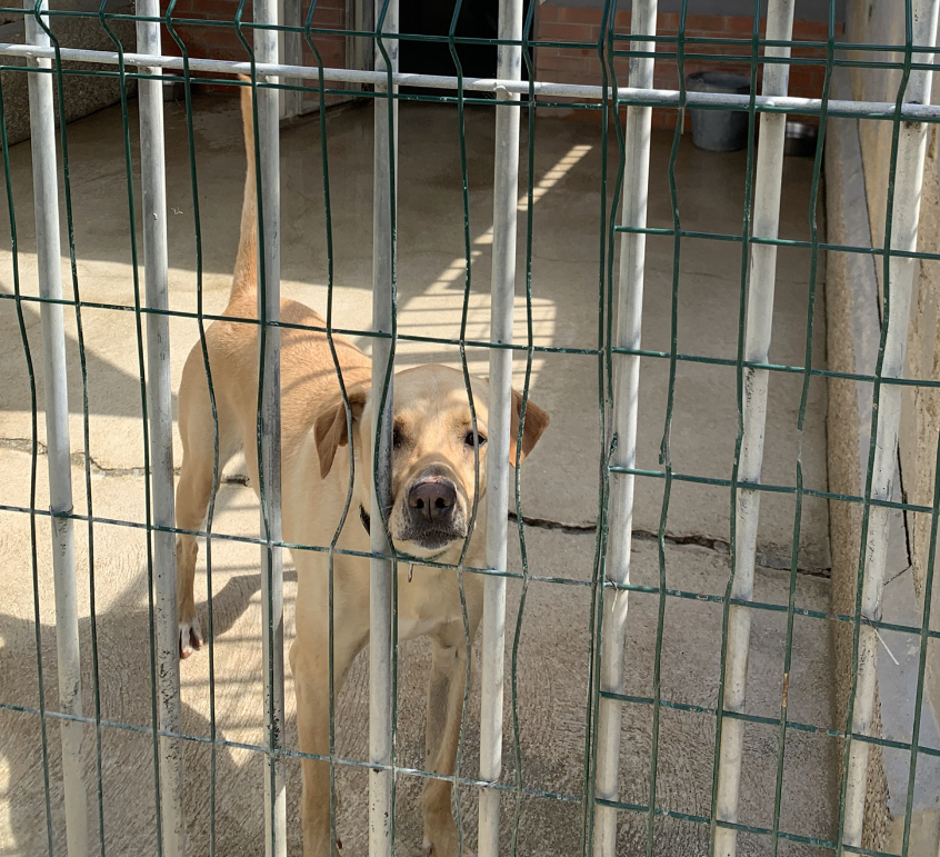 adorable labrador en attente d une famille au refuge de villevaude