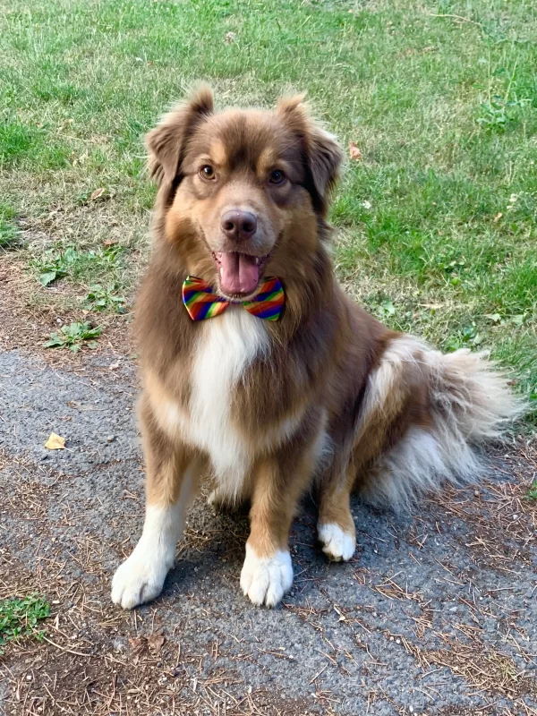 adorable chien avec son noeud papillon arc en ciel