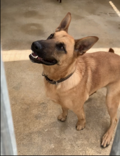 bandit adorable chien a adopter du refuge de villevaude