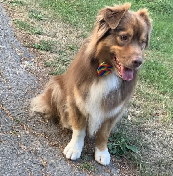 magnifique noeud papillon arc en ciel porté par un adorable chien