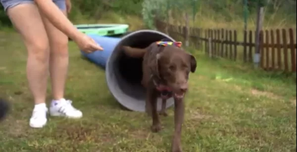 tunnel agility chien