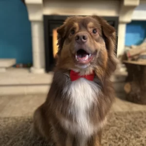 adorable chien avec son noeud papillon rouge pour les fetes