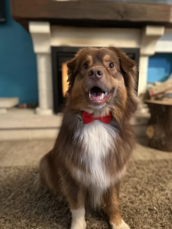 adorable chien avec son noeud papillon rouge pour les fetes